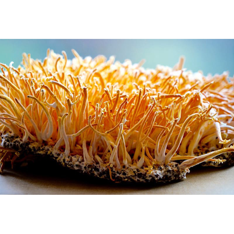 pH-Stable Red Reishi Extract for Formulators and R&D